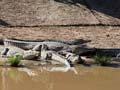 Help! Too many crocodiles, South Africa police say