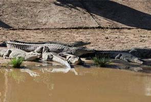 Help! Too many crocodiles, South Africa police say