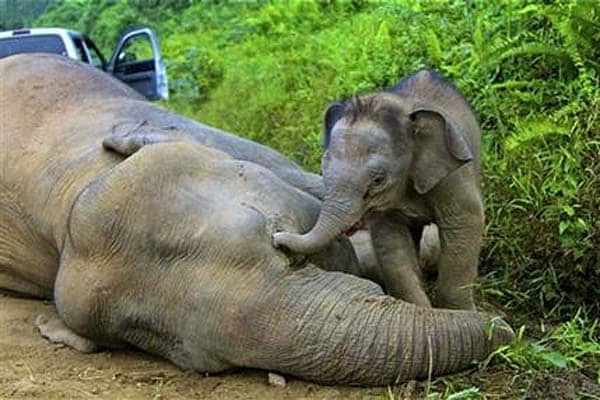 Three month-old elephant calf tries to wake its dead mother