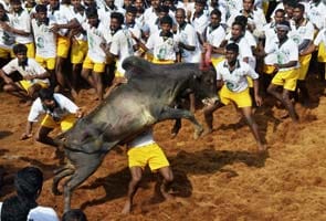 One dead, 67 injured in Tamil Nadu during Jallikattu events