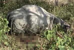 Two rhinos poached in 24 hours in Kaziranga National Park