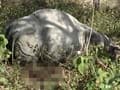Two rhinos poached in 24 hours in Kaziranga National Park