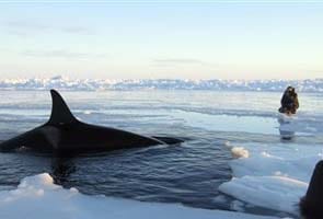 Killer whales trapped in Canada ice free themselves
