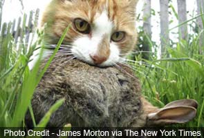 That cuddly kitty is deadlier than you think