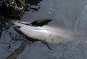 Lost dolphin dies in polluted New York waterway
