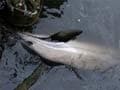 Lost dolphin dies in polluted New York waterway