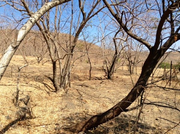 Maharashtra battles the worst drought in decades