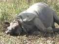 Ninth rhino this year poached in Kaziranga