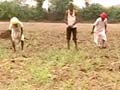 Now, CAG finds lapses in one of five cases of government's farmer loan-waiver scheme