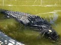 Injured crocodile may get a titanium jaw