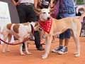 The Great Indian Dog Show in Bangalore