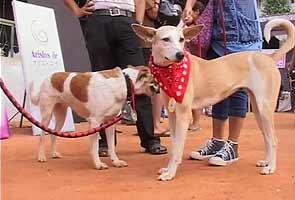 The Great Indian Dog Show in Bangalore