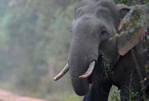 Want a pet? Adopt an endangered elephant