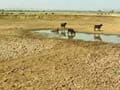 Drought-hit farmers allege Sharad Pawar's partymen are stealing their water