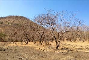 Government to give 1200 crores to drought-hit Maharashtra