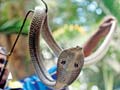 Wanted: A snake catcher at IIT-Bombay