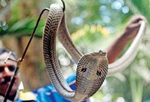 Wanted: A snake catcher at IIT-Bombay