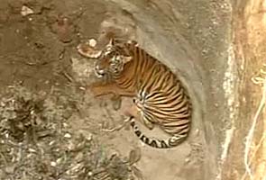 Delhi among five Indian hotspots of illegal trade of tigers: report
