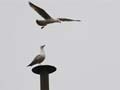 With no pope, a sea gull is stealing the show at the papal conclave