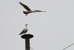 With no pope, a sea gull is stealing the show at the papal conclave