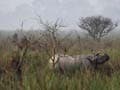 CBI registers three cases in poaching of rhinos in Kaziranga