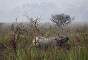 India use drones to protect rhinos from poachers 