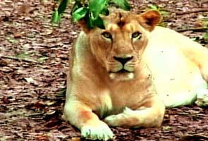 Supreme Court to give verdict on lion dispute between Gujarat, Madhya Pradesh 