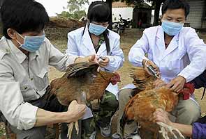 Bird flu spreads to southern China, 23 dead