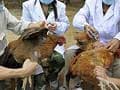 China bird flu: Government begins culling birds as death toll mounts