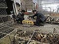 China bird flu death toll rises to 18, 95 people infected