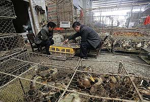 China bird flu death toll rises to 18, 95 people infected