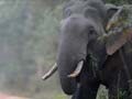 Elephant kills 16-year-old in West Bengal