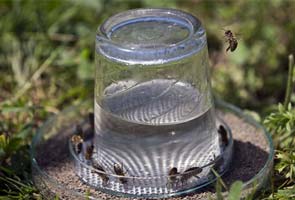 Honeybees trained in Croatia to find land mines