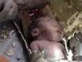 Mother of newborn in sewer was present for rescue