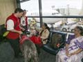 Newest dogs in US airports want hugs, not drugs