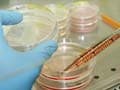 Scientists create human stem cells through cloning