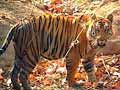 Kerala forests now have nearly a hundred tigers