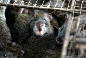 Chinese police bust million-dollar rat-meat ring