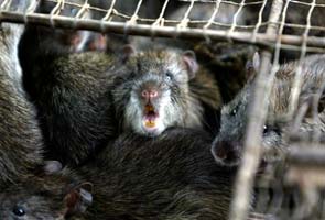 Chinese police bust million-dollar rat-meat ring