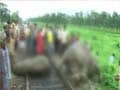Three elephants run over by train in West Bengal