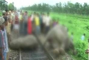 Three elephants run over by train in West Bengal