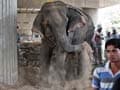 One killed, 15 houses damaged by elephants in Assam
