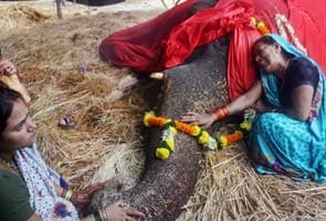 Ailing elephant Bijlee dies in Mumbai