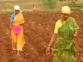 This monsoon, Karnataka farmers sowing 'seeds of hope'