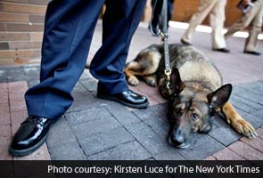 Injured making an arrest, police dog becomes a celebrity