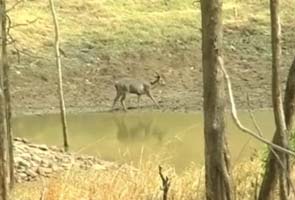 Solar-powered tiger reserve does its bit for the environment 