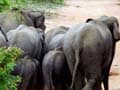 Herd of wild elephants trample man to death in Karnataka