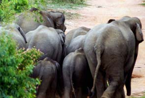 Herd of wild elephants trample man to death in Karnataka