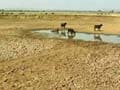 Government outlines Rs 60,000 crore programme for making Maharashtra drought-free