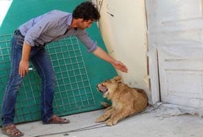 The $20,000 pet lion that lives on a Kabul rooftop